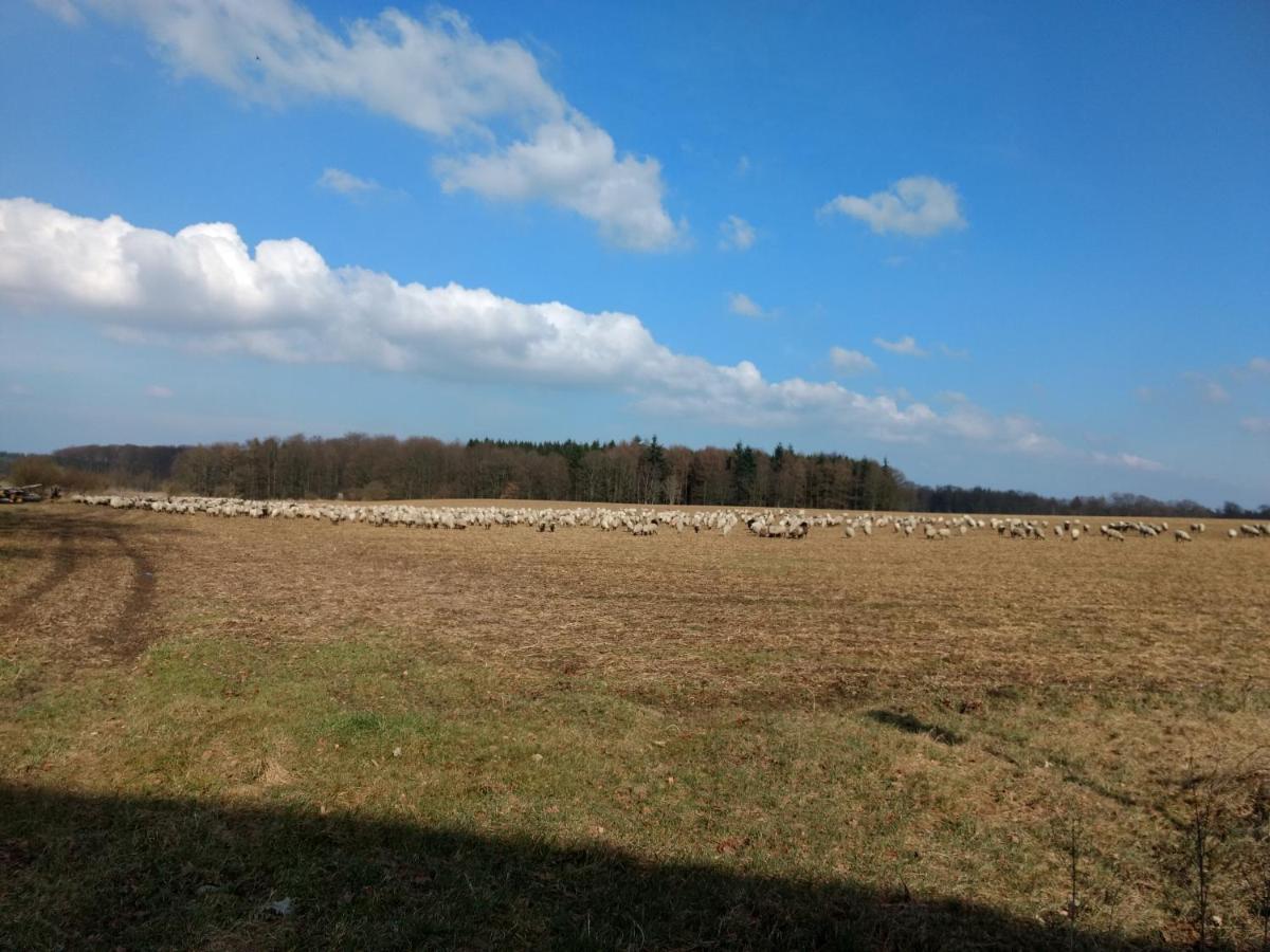 Fewo Haus Patze Betzendorf エクステリア 写真